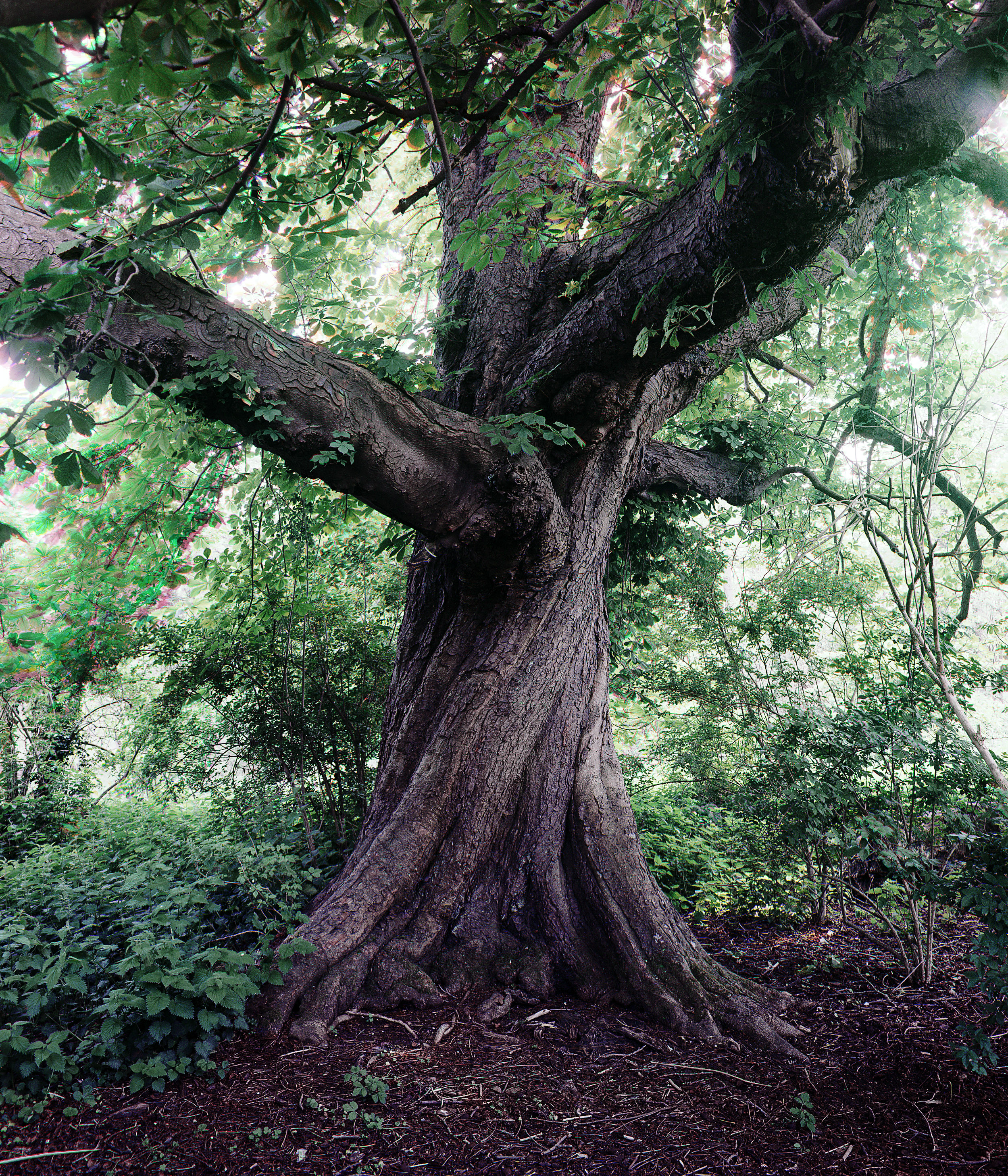 Trichrome photograph of a single Chestnut tree with a twisted trunk
