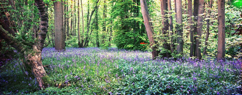 Trichrome photo of woodland bluebell scene made using a 7x17 ULF view camera