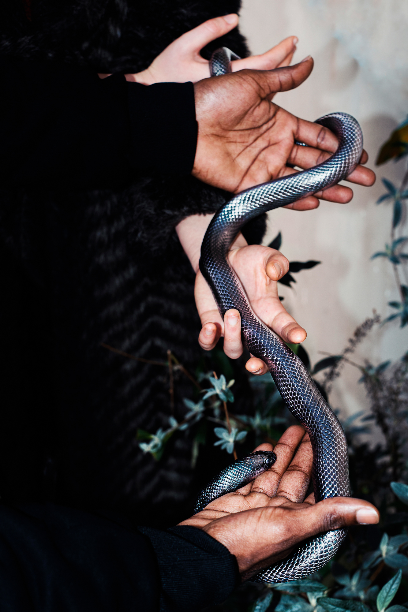 Four hands carry a grass snake that has blue reflections
