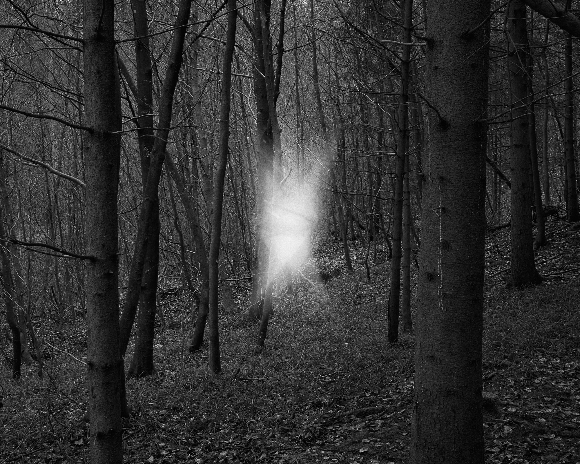 Black and white photograph of a forest scene with a mysterious light in the centre