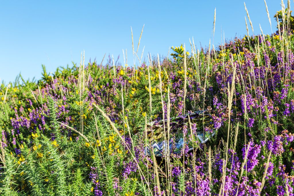 Image of an intricately-folded photograph camouflaged in heather and gorse.