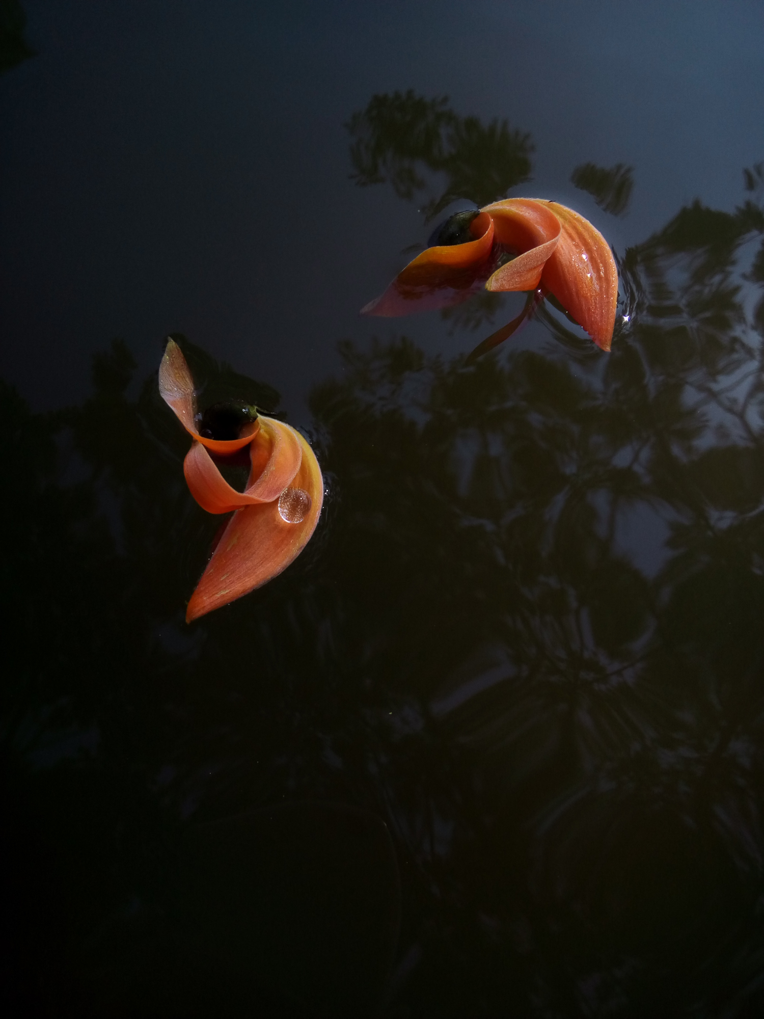 Two orange flowers floating on dark water
