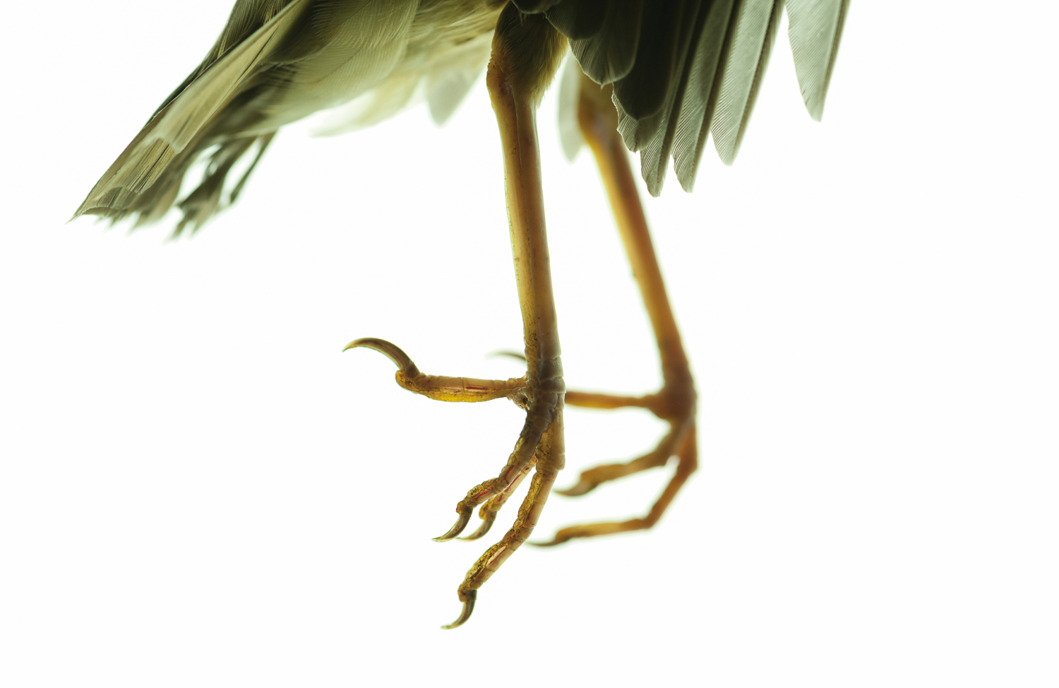 Photograph of a song thrush's feet on a white background