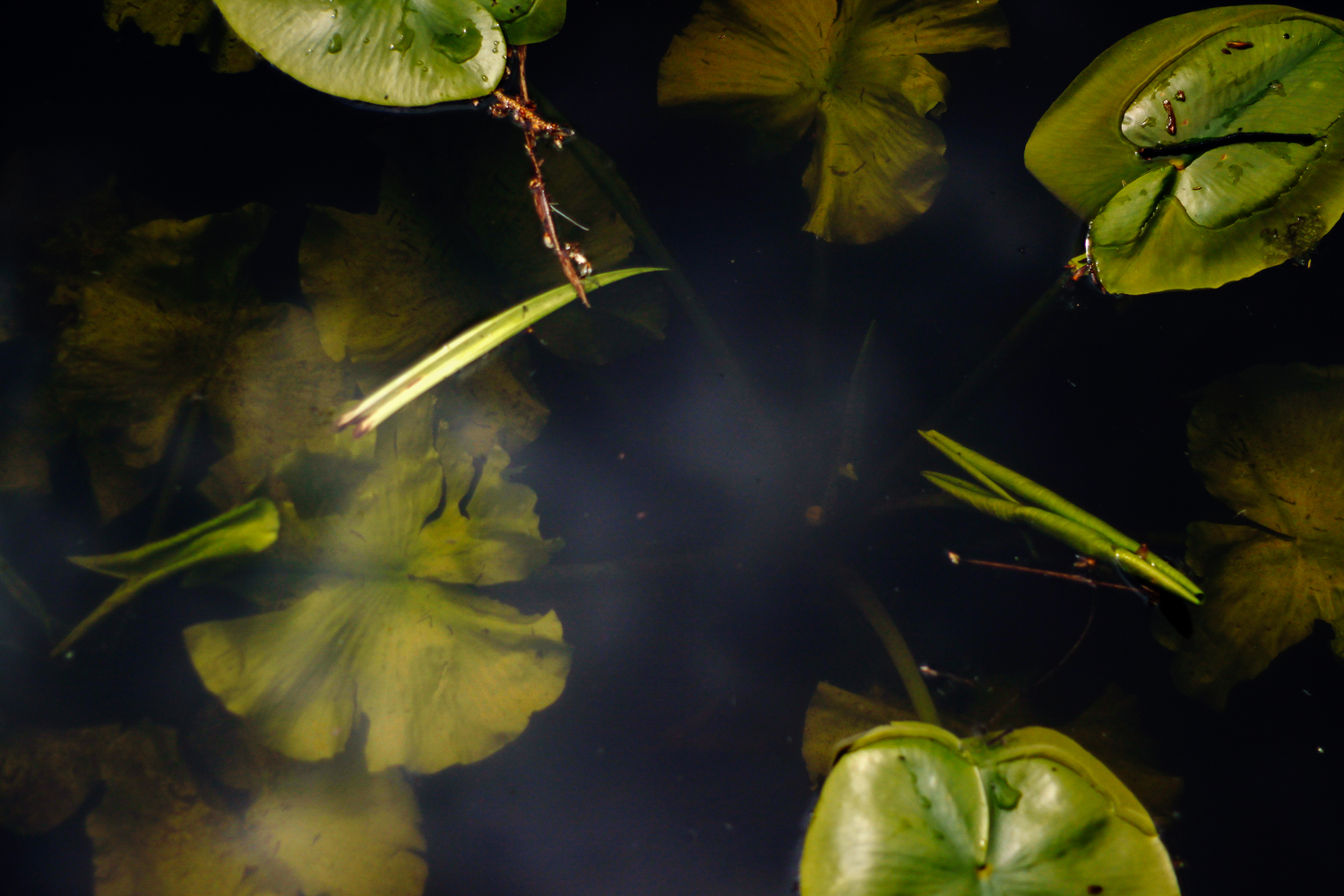 Photograph of lily pads floating in water